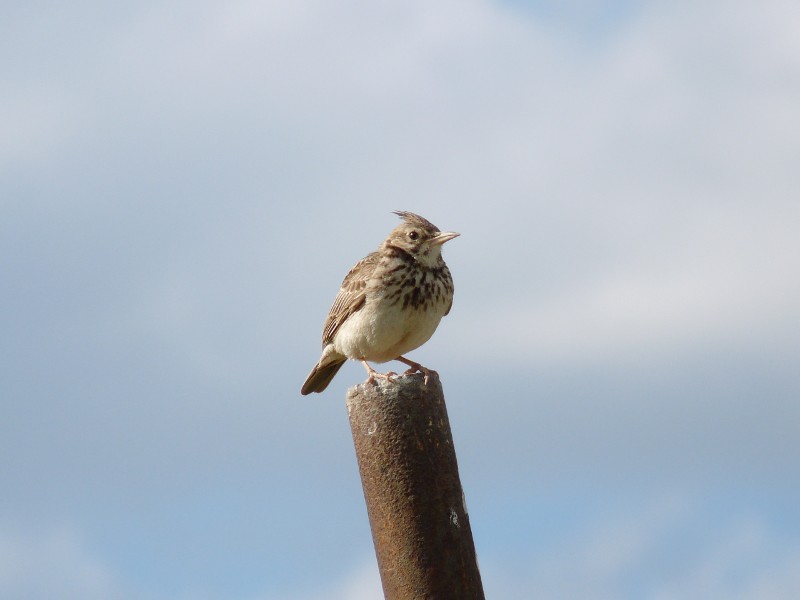 U'' ciceron'' (cappellaccia)